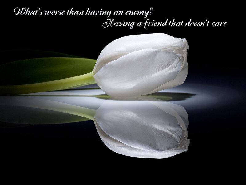 White Tulip Flower — Black, Dramatic