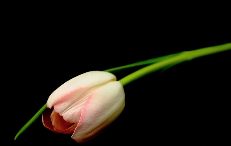 White Tulip Flower — Black