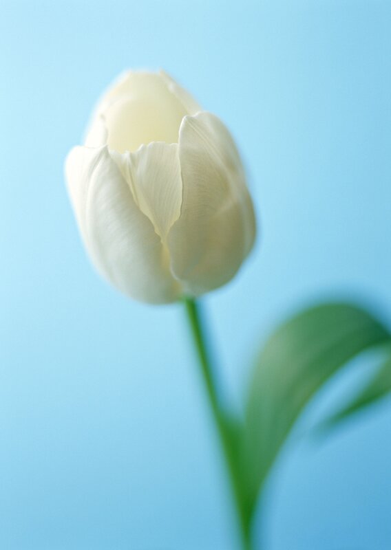 White Tulip Flower — Blue, Serene