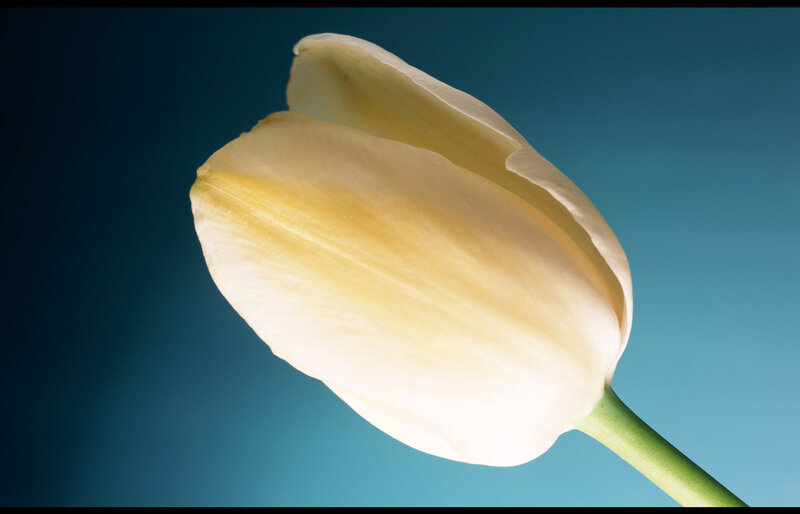 White Tulip Flower — Blue