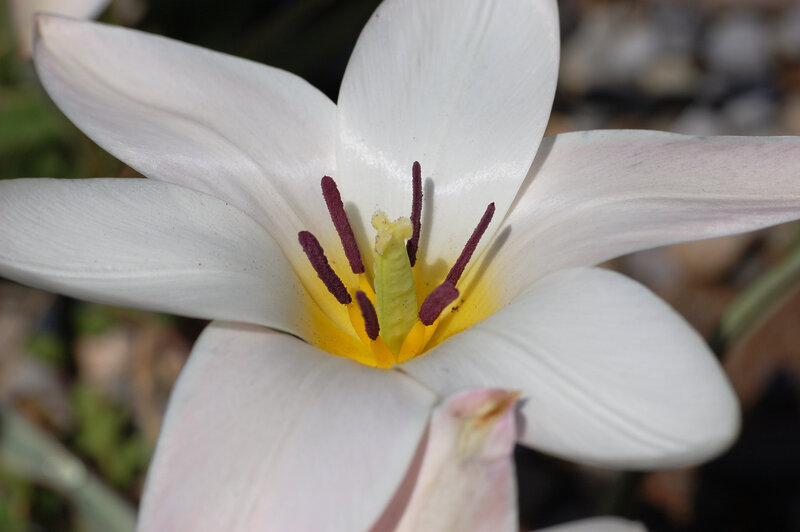 White Tulip Flower — Calm, Photograph, Petals
