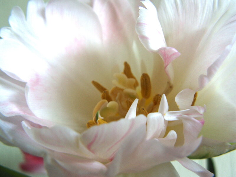 White Tulip Flower — Calm, Photograph