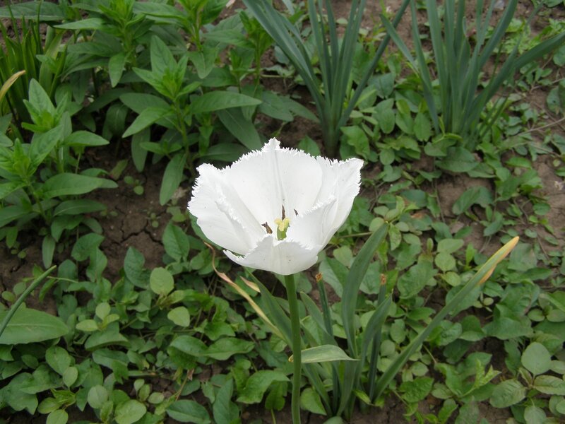 White Tulip Flower — Calm, Spring