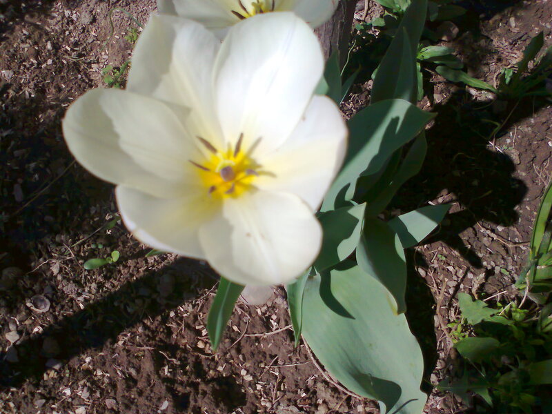 White Tulip Flower — Calm