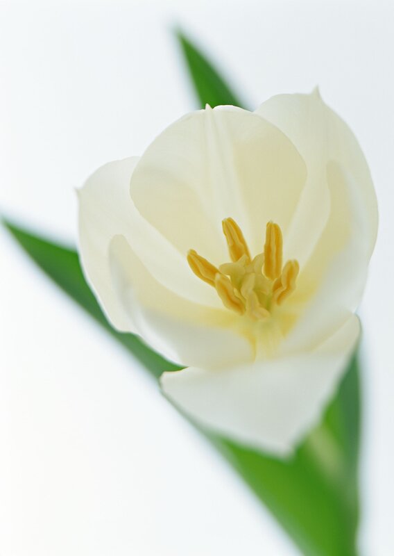 white tulip flower close-up