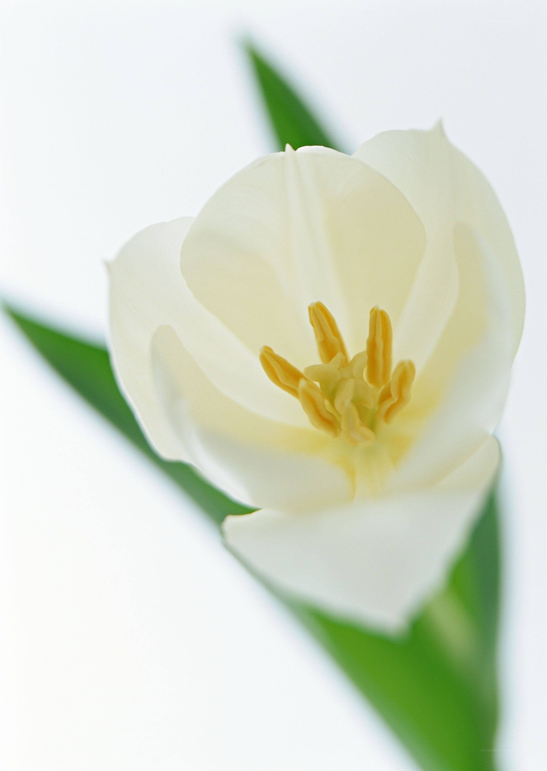white tulip flower close-up