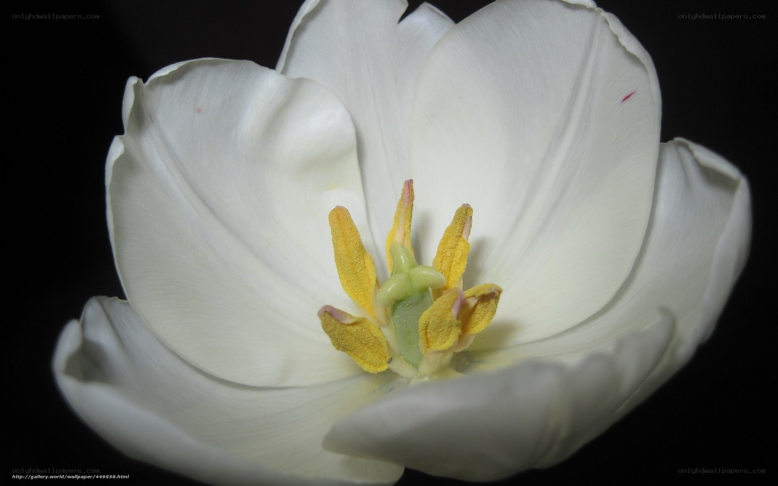 white tulip flower close-up