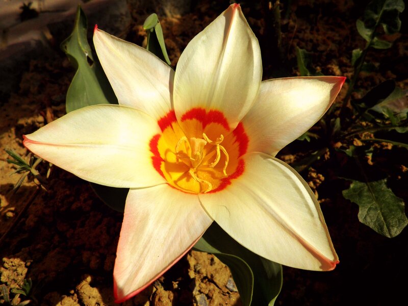 White Tulip Flower — Dramatic, Afternoon