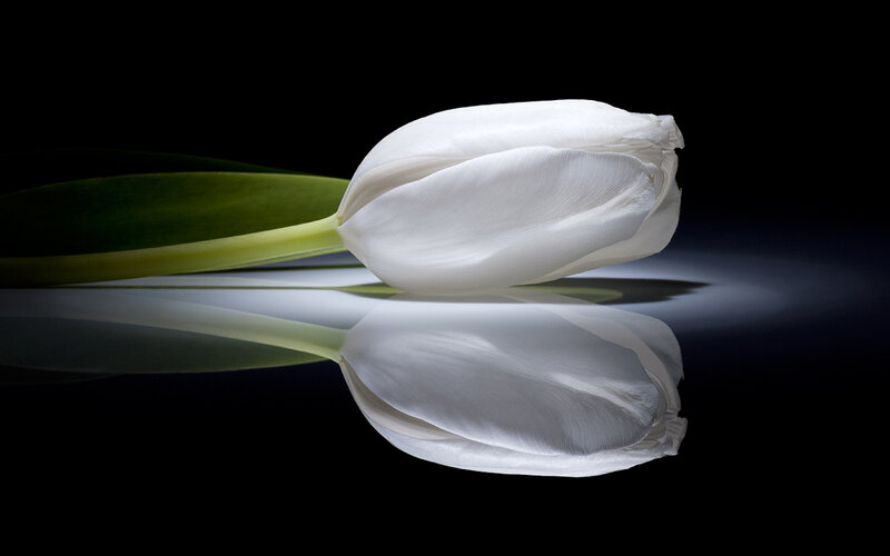 White Tulip Flower — Dramatic, Photograph, Stem