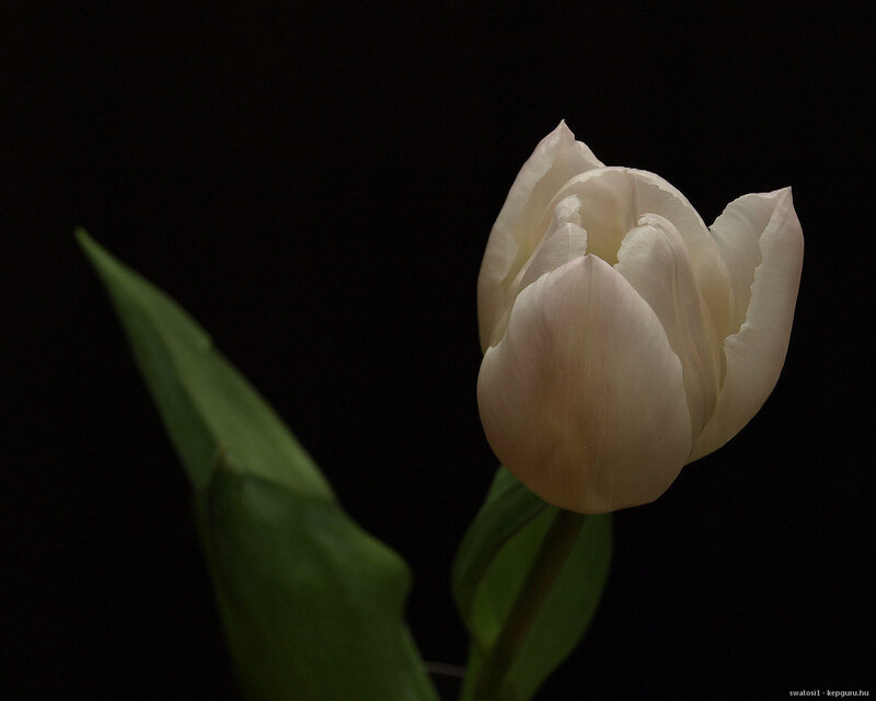 White Tulip Flower — Dramatic, Photograph