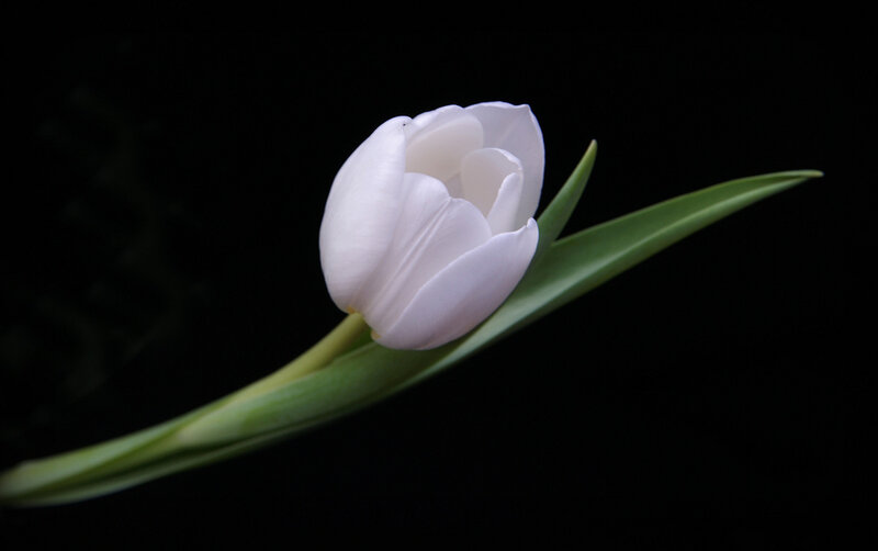 White Tulip Flower — Dramatic