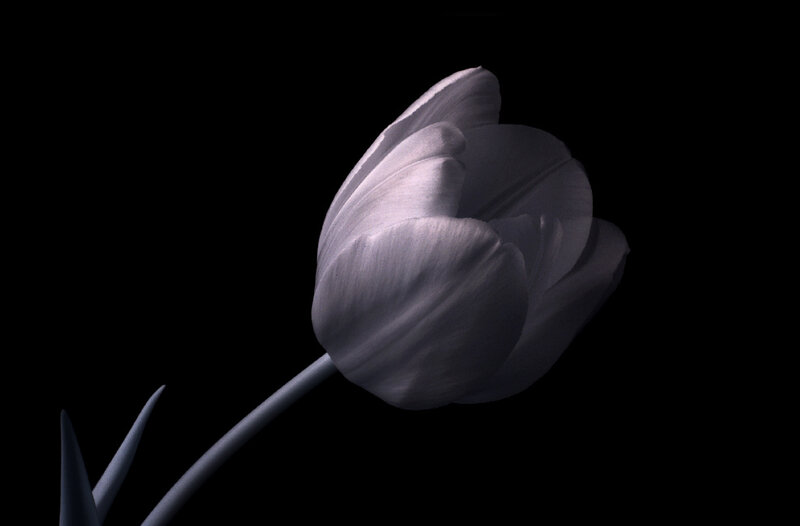 White Tulip Flower — Gray
