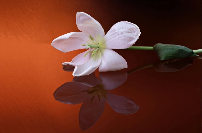 White Tulip Flower — Orange