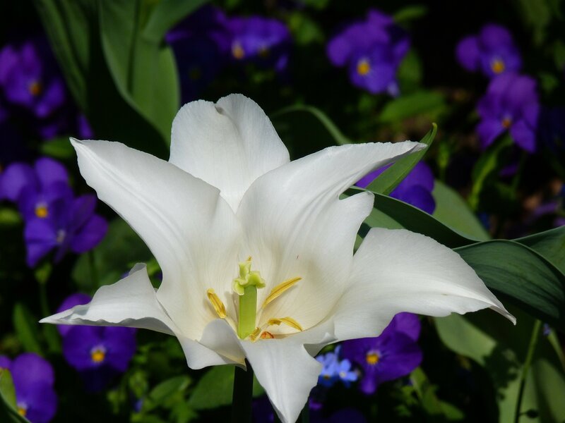 White Tulip Flower — Serene, Afternoon, Photograph, Purple Flowers