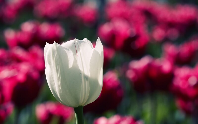 White Tulip Flower — Serene, Afternoon, Photograph