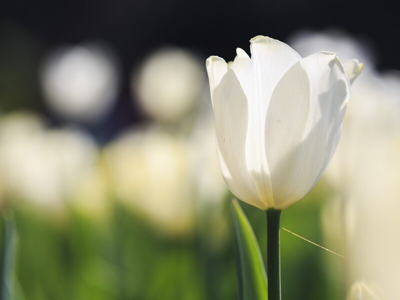 White Tulip Flower — Serene, Afternoon