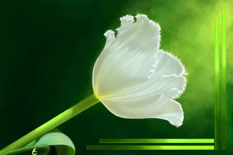 White Tulip Flower — Serene, Digital Art, Stem