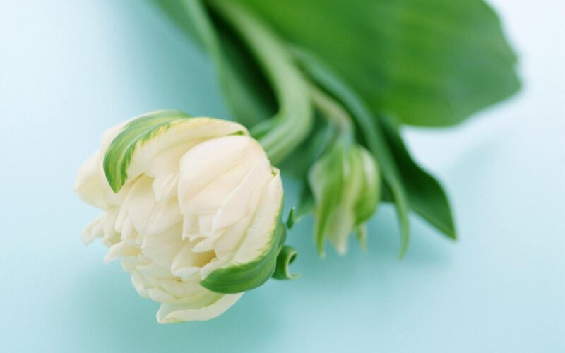 White Tulip Flower — Serene, Photograph, Green Leaves