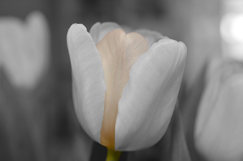 White Tulip Flower — Serene, Photograph, Petal