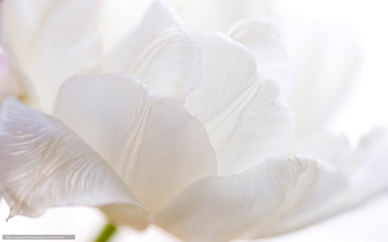 White Tulip Flower — Serene, Photograph, Petals, Stem