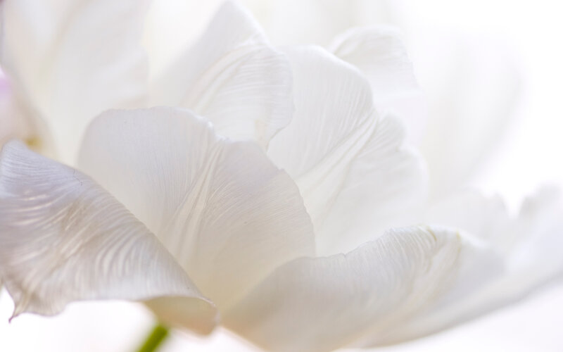 White Tulip Flower — Serene, Photograph, Petals