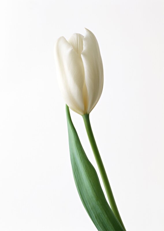 White Tulip Flower — Serene, Photograph, Stem, Leaf, Background