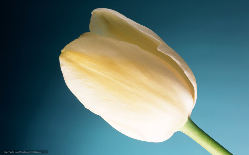 White Tulip Flower — Serene, Photograph, Stem
