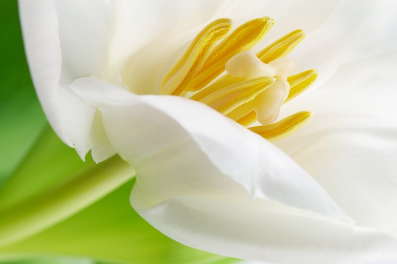 White Tulip Flower — Serene, Photograph