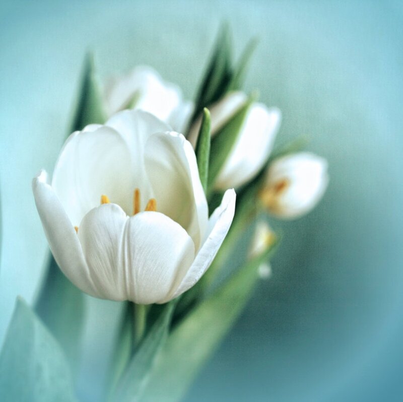 White Tulip Flower — Serene, Photograph, Tulips