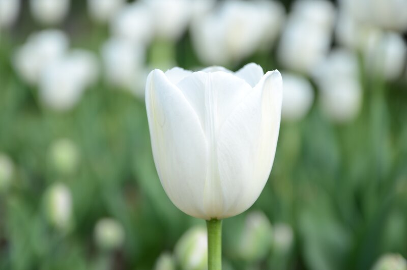 White Tulip Flower — Serene, Spring, Photograph, Stem
