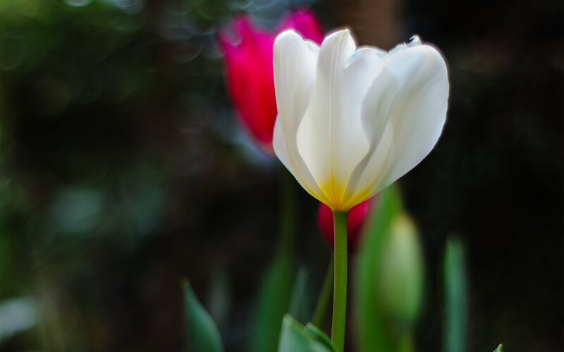 White Tulip Flower — Serene, Spring, Photograph