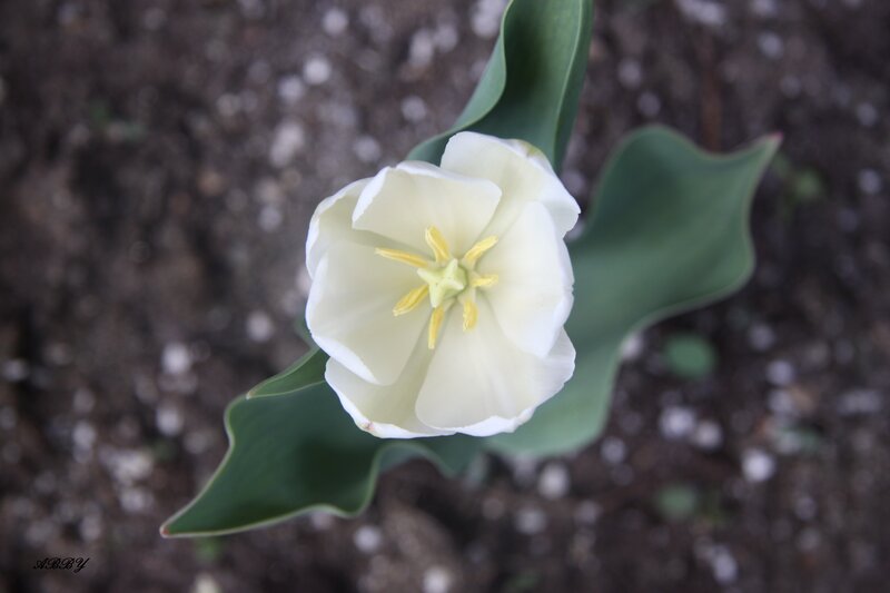 White Tulip Flower — Serene, Spring