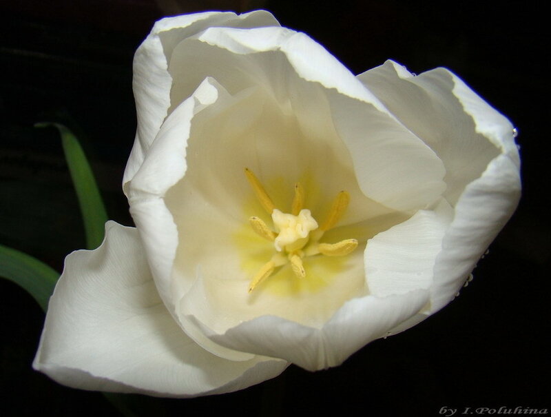 White Tulip Flower — Serene