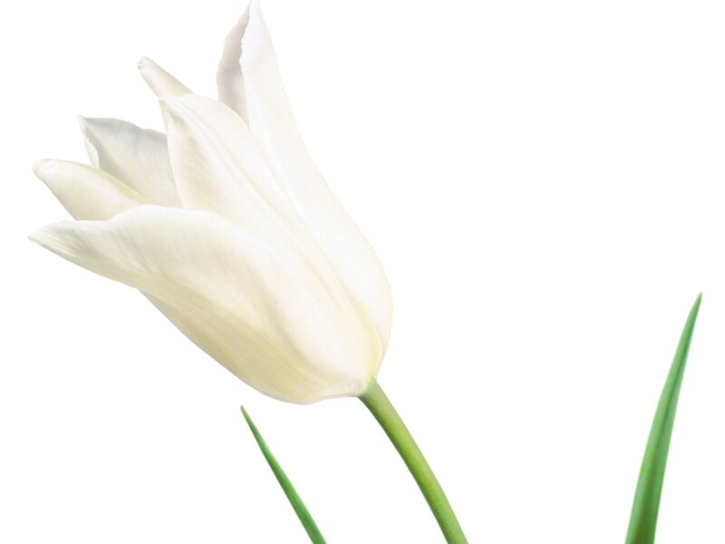 white tulip flower