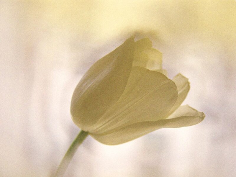 White Tulip Flower — Yellow