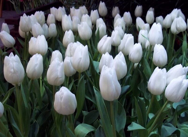White Tulip Flowers — Calm