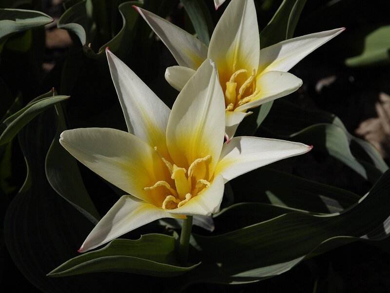 White Tulip Flowers — Dramatic