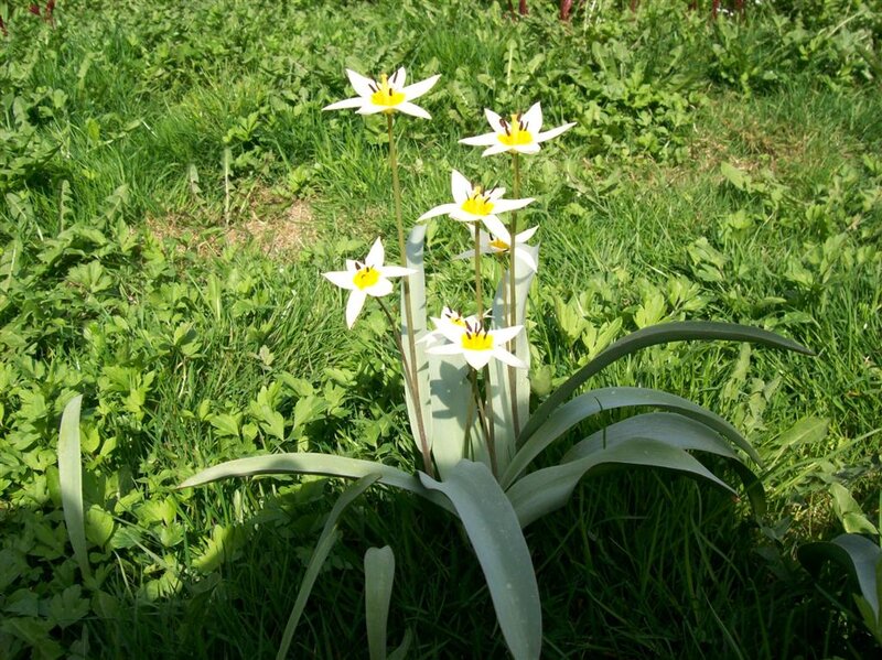 White Tulip Flowers — Green