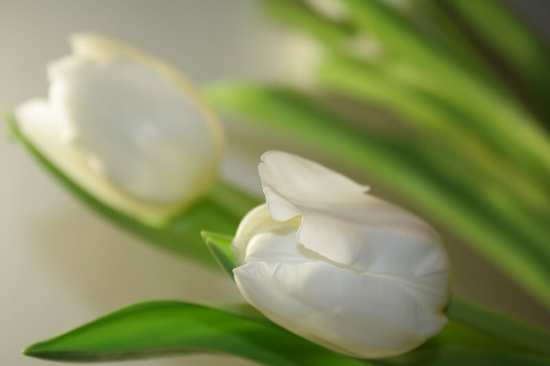 White Tulip Flowers — Serene, Photograph