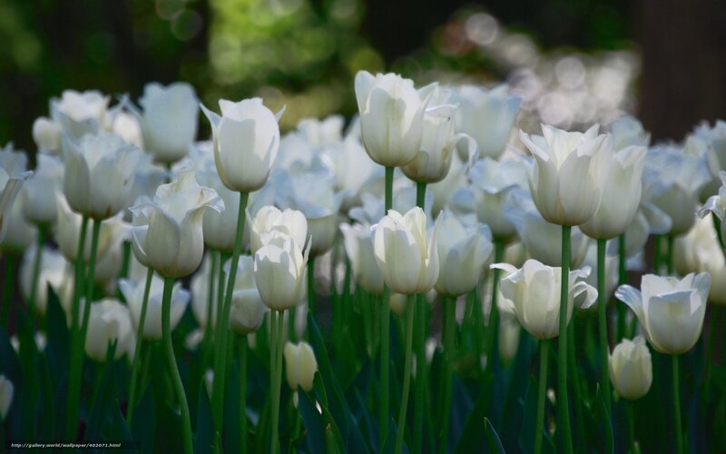 White Tulip Flowers — Serene, Spring, Photograph, Green Stems, Leaves