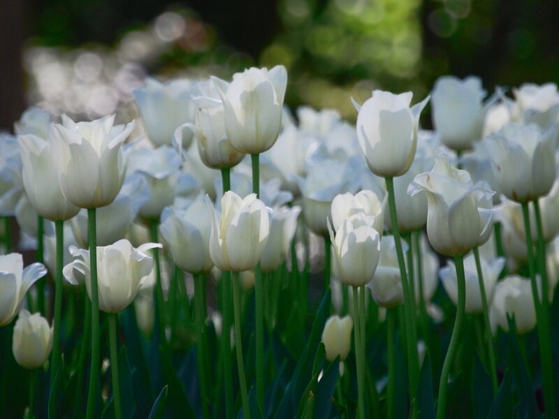 White Tulip Flowers — Serene, Spring, Photograph, Green Stems