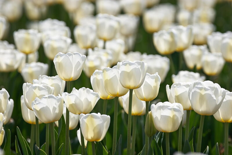 White Tulip Flowers — Serene, Spring, Photograph