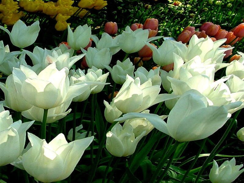 White Tulip Flowers — Serene, Spring, Photograph, Yellow Tulips