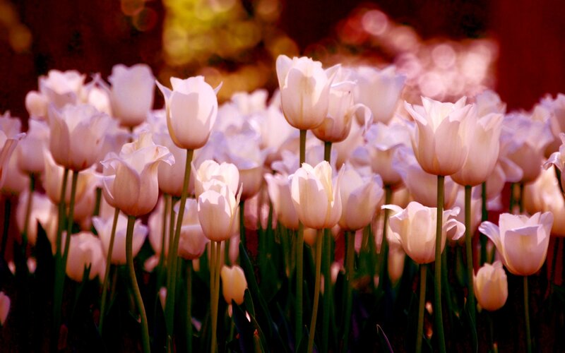 White Tulip Flowers — Serene, Spring