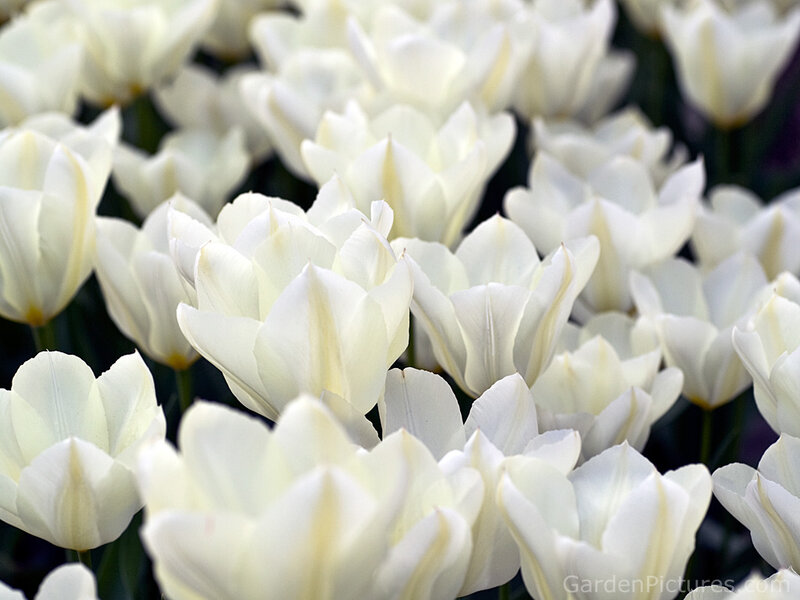 White Tulip Flowers — Serene