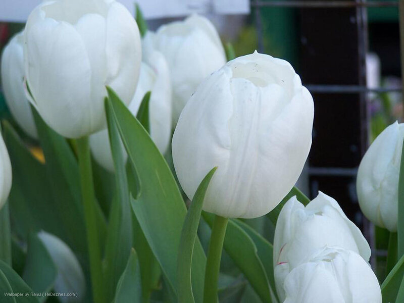 White Tulip Flowers