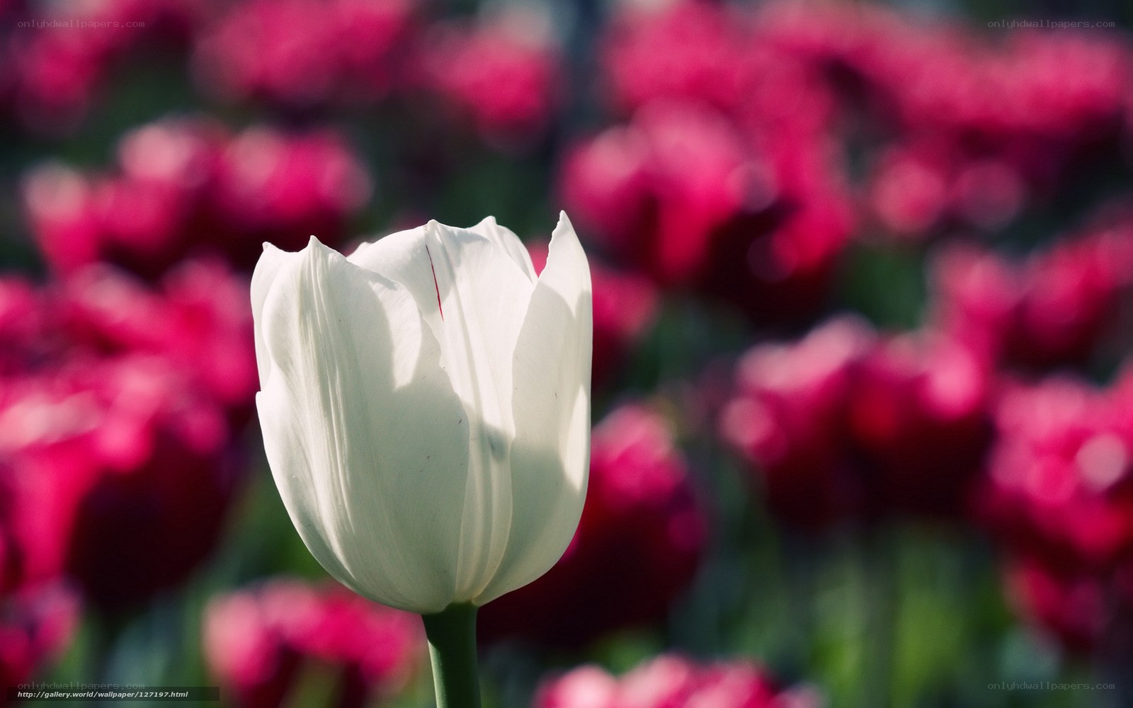 White tulip in a field