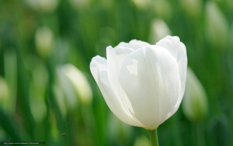 White tulip in a green field