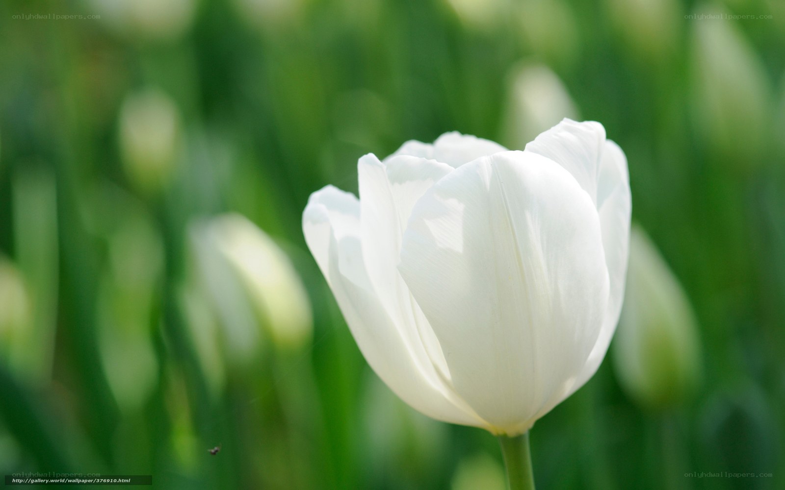 White tulip in a green field