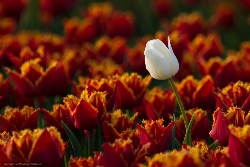 White Tulip in Field — Red, Serene, Sunset
